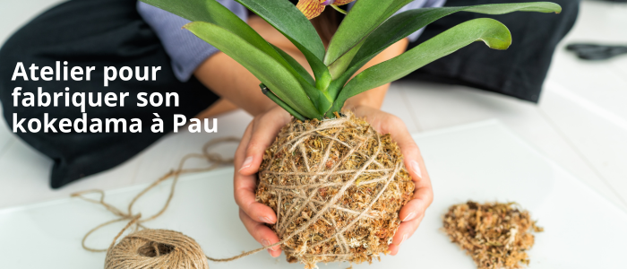 Atelier pour fabriquer son kokedama à Pau