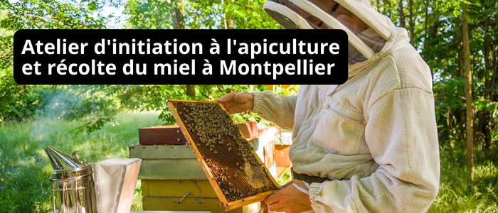 Atelier d'initiation à l'apiculture et récolte du miel à Montpellier