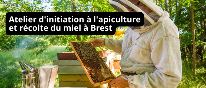 Atelier d'initiation à l'apiculture et récolte du miel à Brest