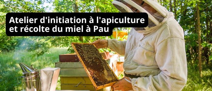 Atelier d'initiation à l'apiculture et récolte du miel à Pau