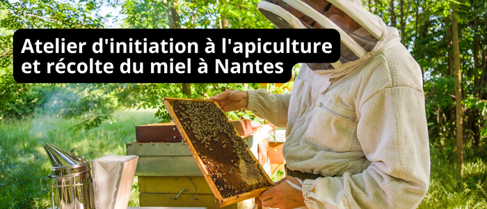 Atelier d'initiation à l'apiculture et récolte du miel à Nantes